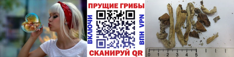 Купить закладки  Кимовск  Галлюциногенные грибы прущие грибы 